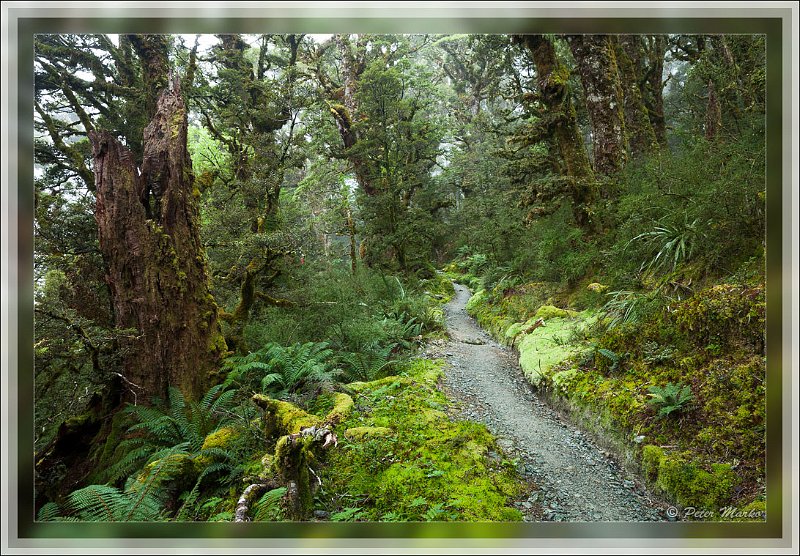 IMG_2803.jpg - Routeburn Track in Fiordland National Park, New Zealand.