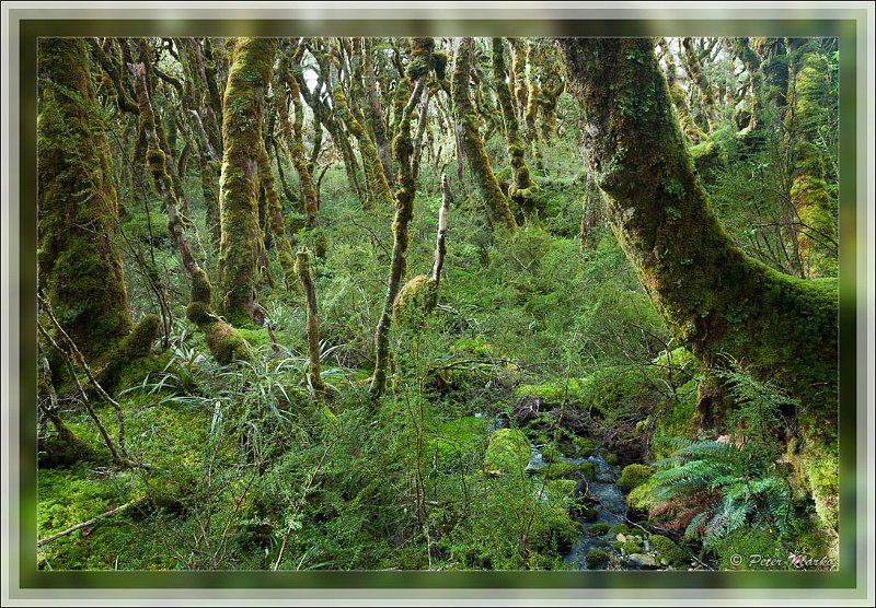 IMG_2805.jpg - Rainforest. Routeburn Track in Fiordland National Park, New Zealand.