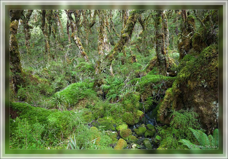 IMG_2815.jpg - Rainforest. Routeburn Track in Fiordland National Park, New Zealand.