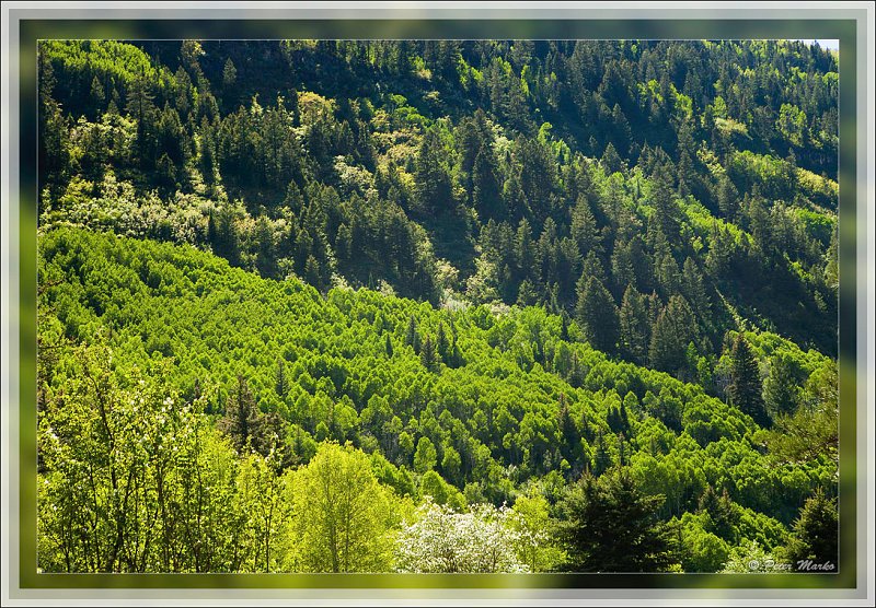 IMG_4397.jpg - Spring colours around Bogan Flats, Rocky Mountains, Colorado, USA