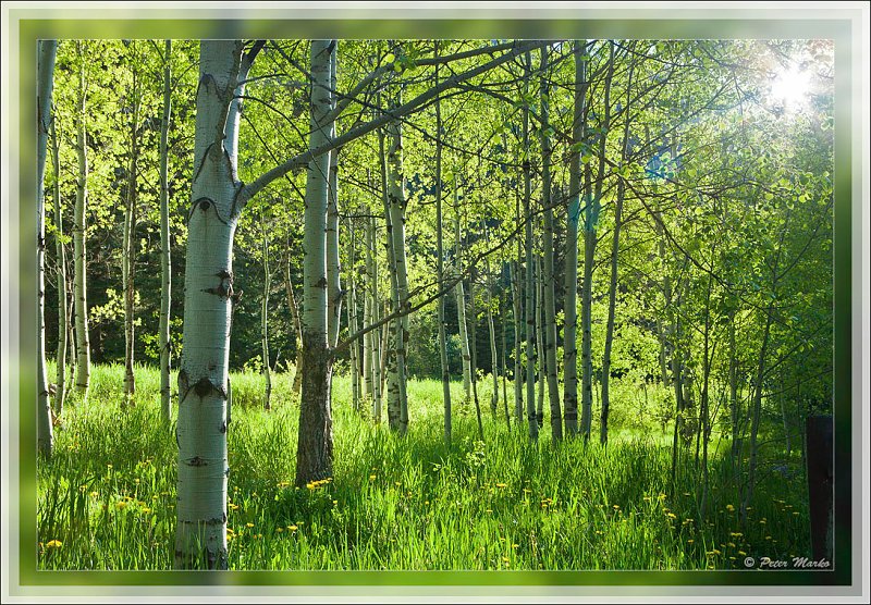 IMG_4470.jpg - Backlit beechwood in Bogan Flats, Rocky Mountains, Colorado, USA