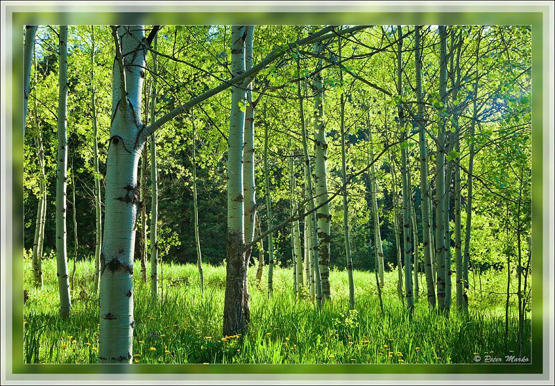 IMG_4475.jpg - Backlit beechwood in Bogan Flats, Rocky Mountains, Colorado, USA